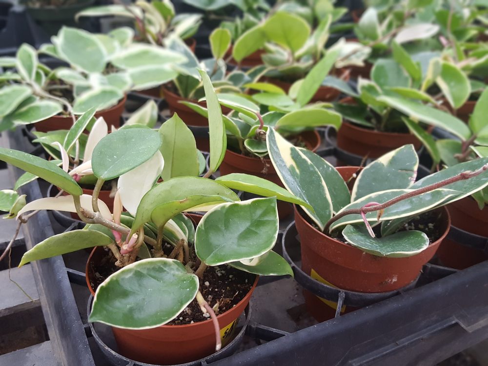 Photo of Quality Gardens