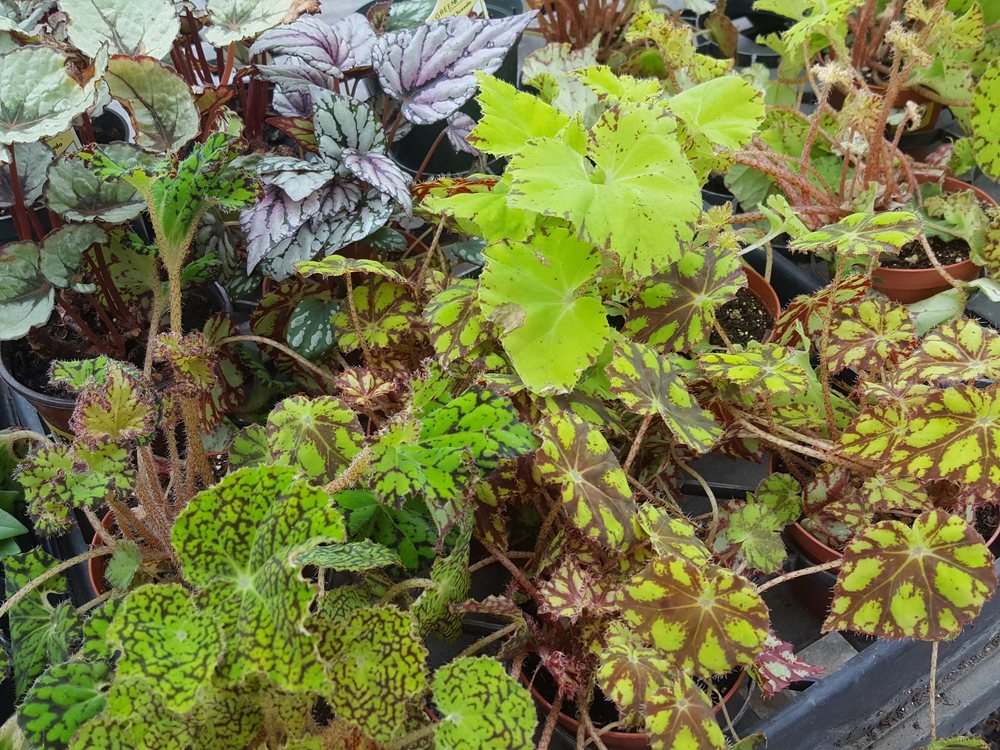 Photo of Quality Gardens