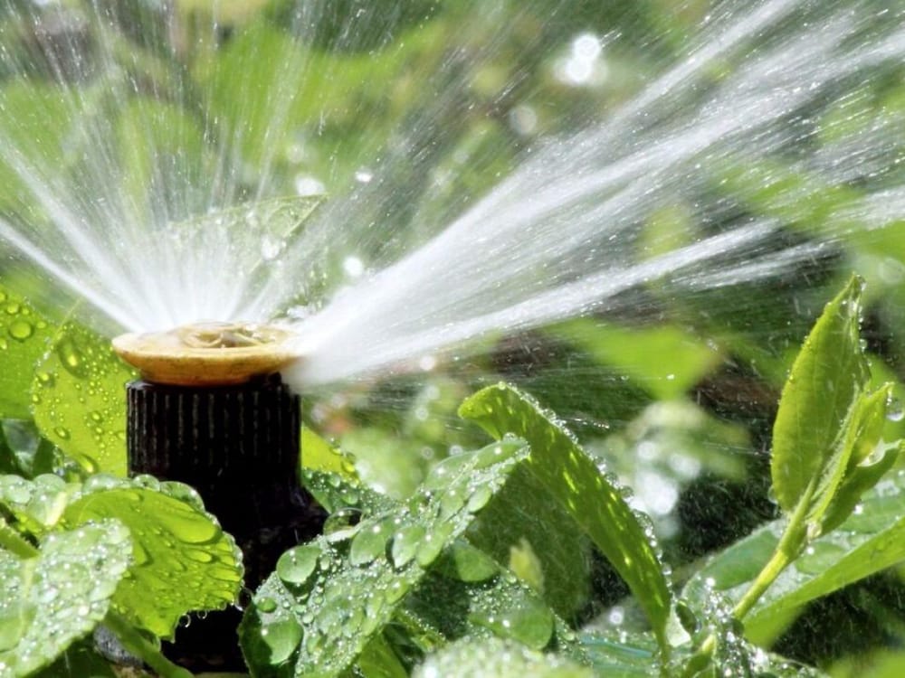 Photo of Delta Pest Control & Lawn Service