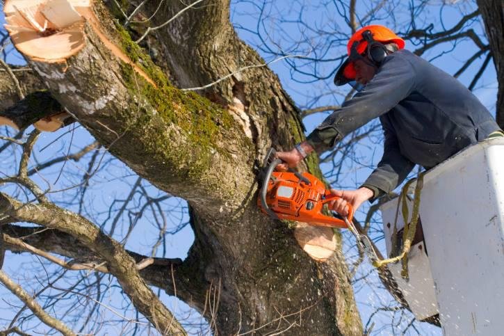 Photo of Gabus Tree Service