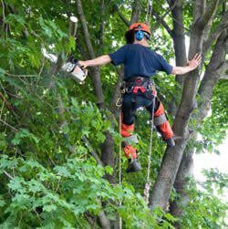Photo of Gabus Tree Service