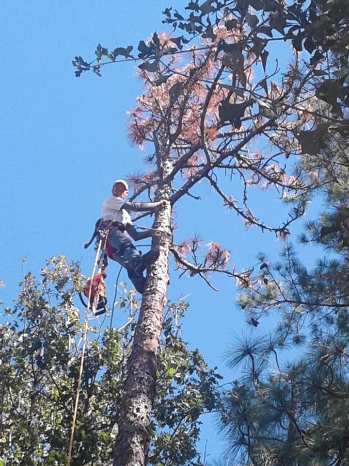 Photo of Gabus Tree Service