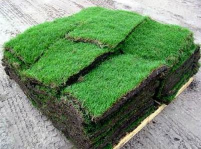 Photo of Western Grass