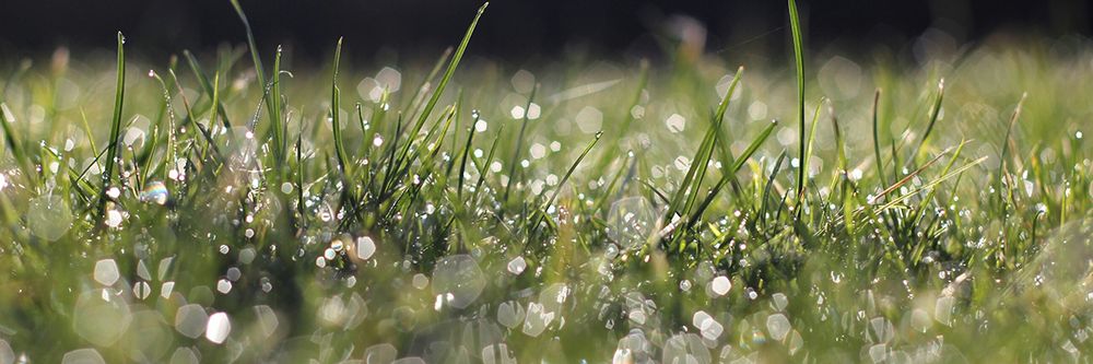 Photo of Florida Coastal Irrigation & Landscape