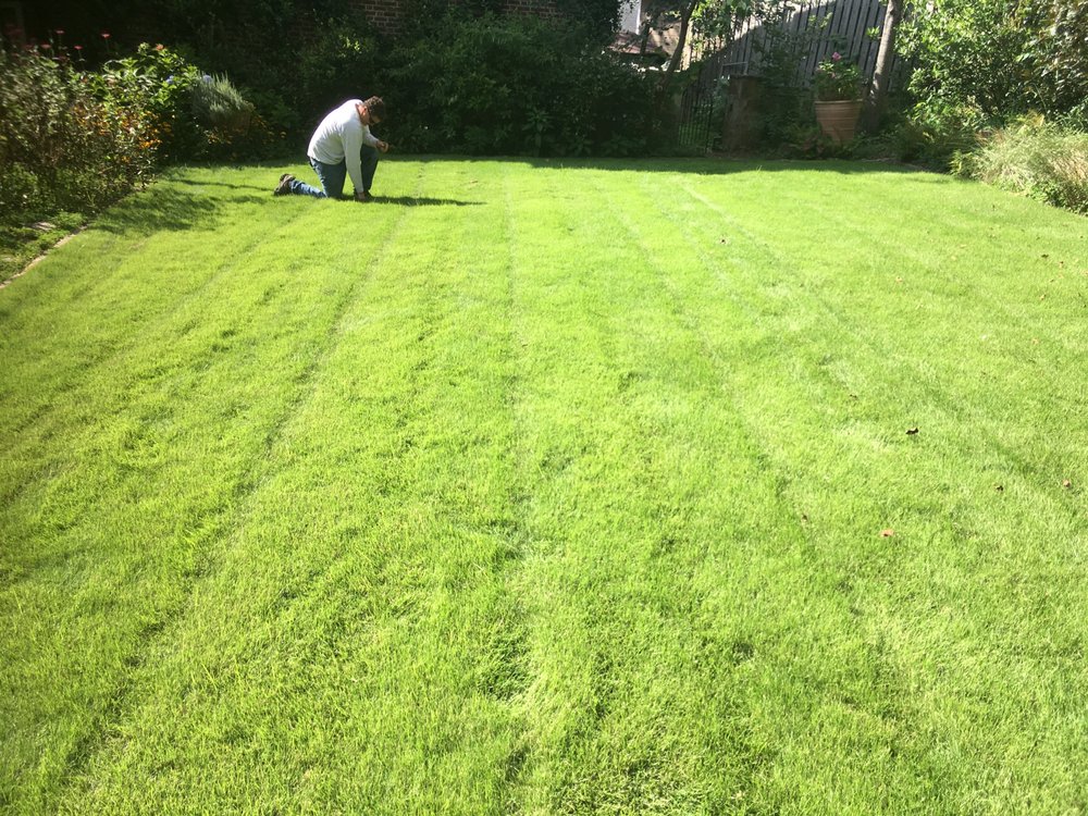 Photo of Details Lawn Care