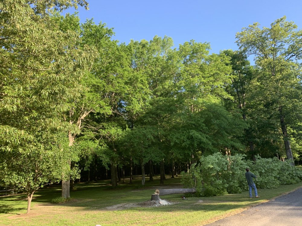 Photo of Dylan Tree Service
