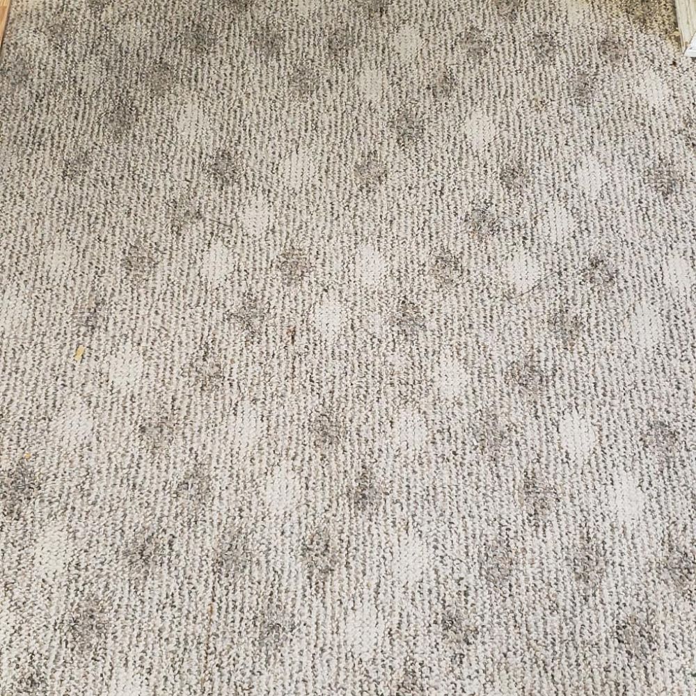 Photo of Dry-Max Carpet Care