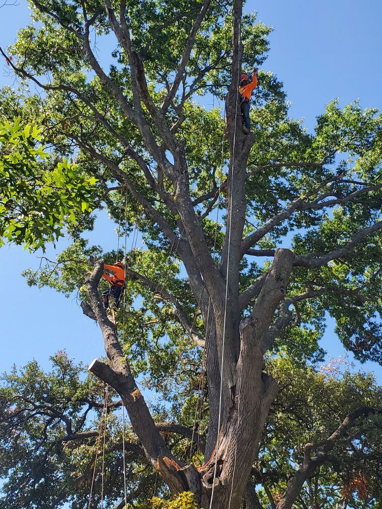 Photo of Rudy's Tree Service
