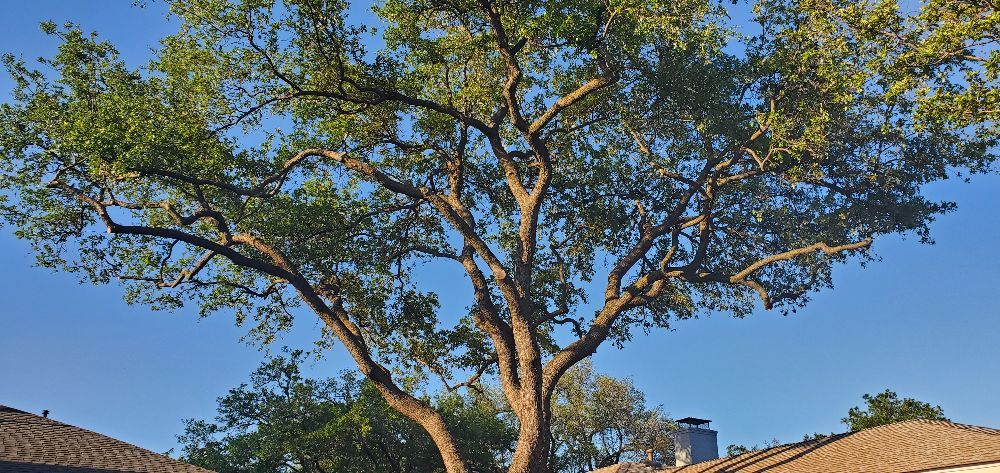Photo of Rudy's Tree Service