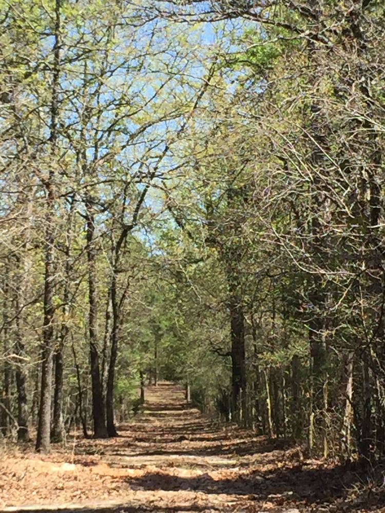 Photo of Lone Star Land Enhancement