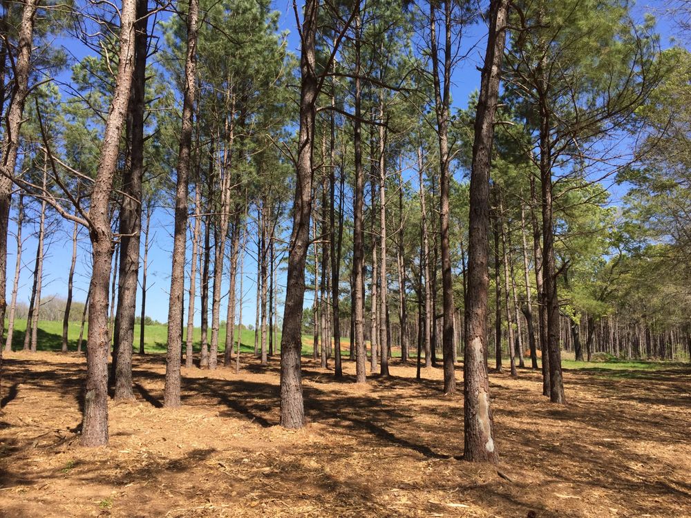 Photo of Lone Star Land Enhancement
