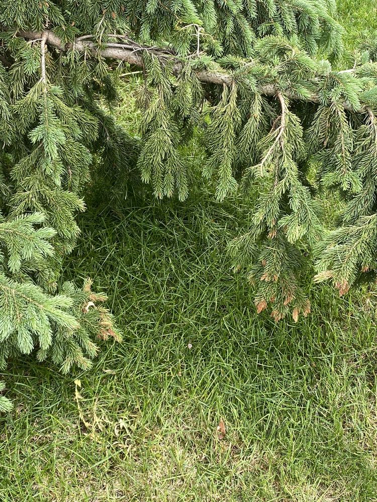 Photo of Hansen's Lawn Care