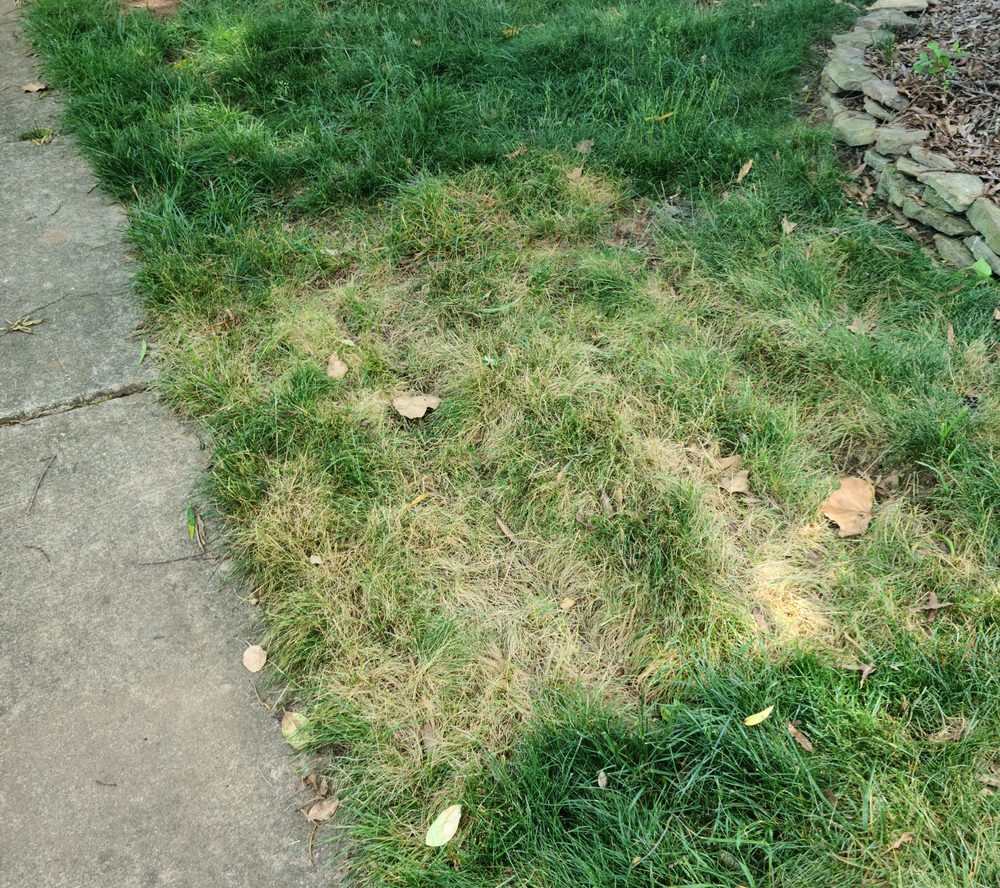 Photo of Simple Stump