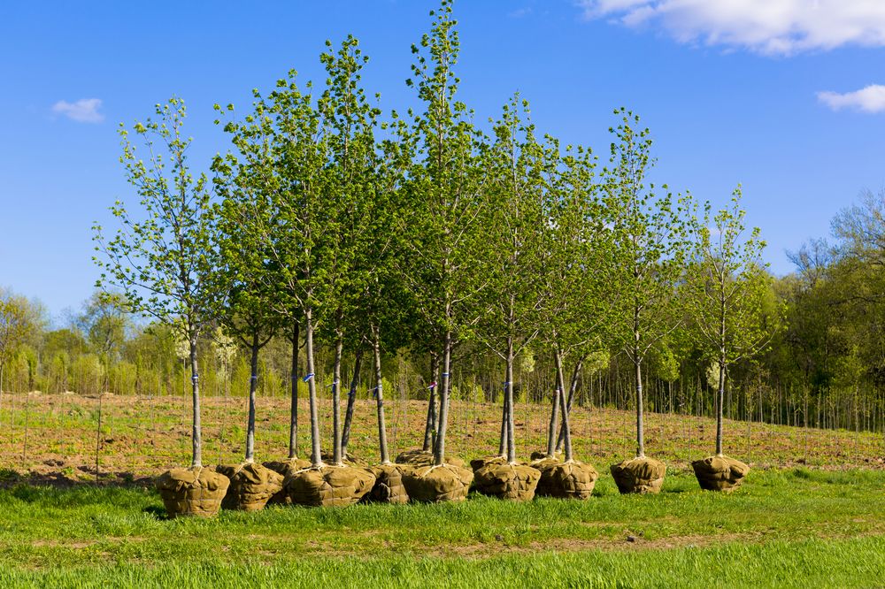 Photo of Green Tree
