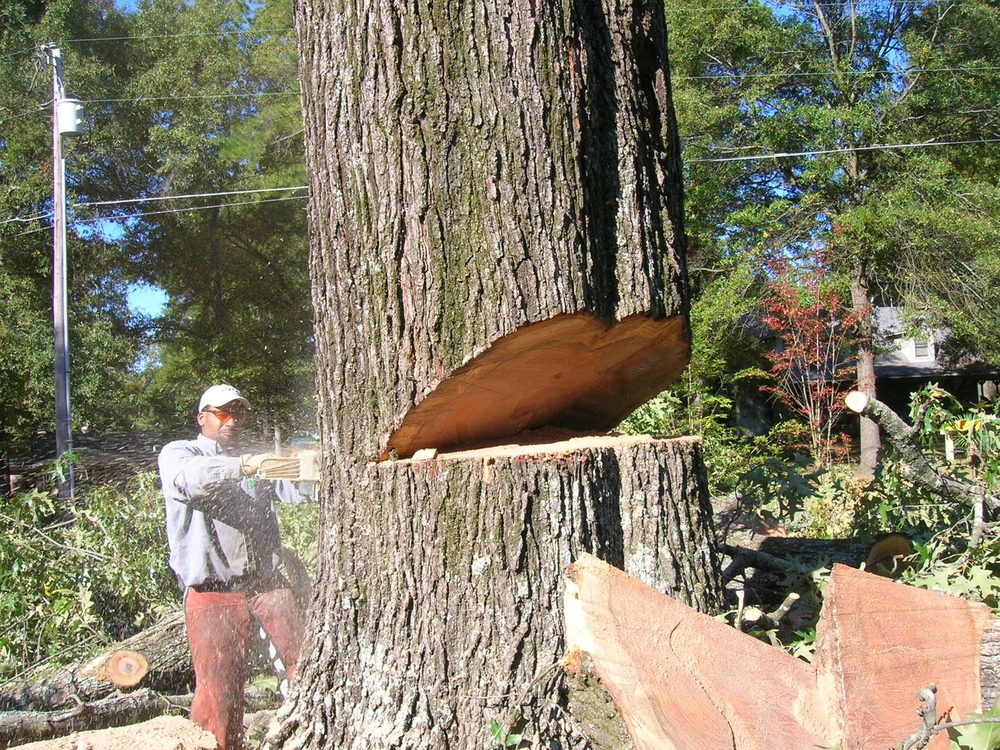 Photo of Rowland Tree Service
