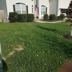 Photo of Francisco & SA Lawn Service