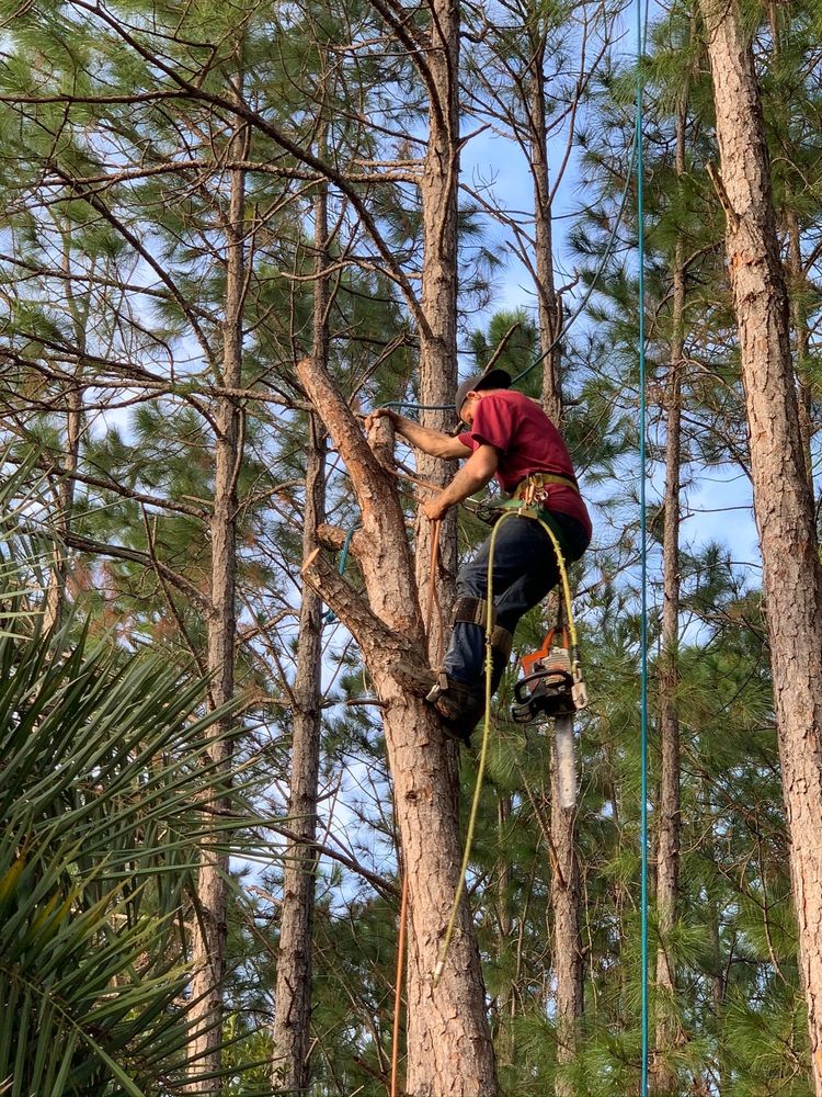 Photo of Show Me Tree Service