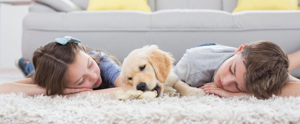 Photo of Broward County Carpet Cleaning