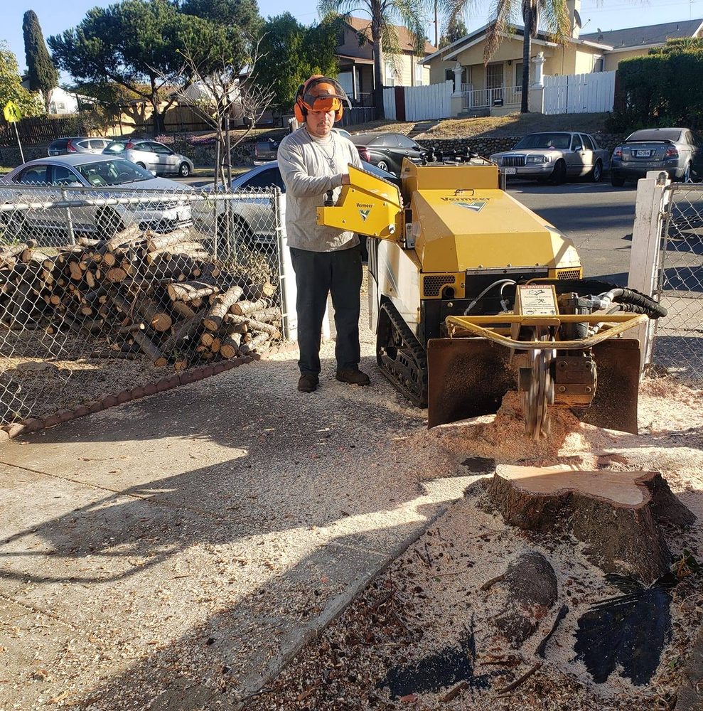 Photo of Escobar Tree Service & Stump Grinder