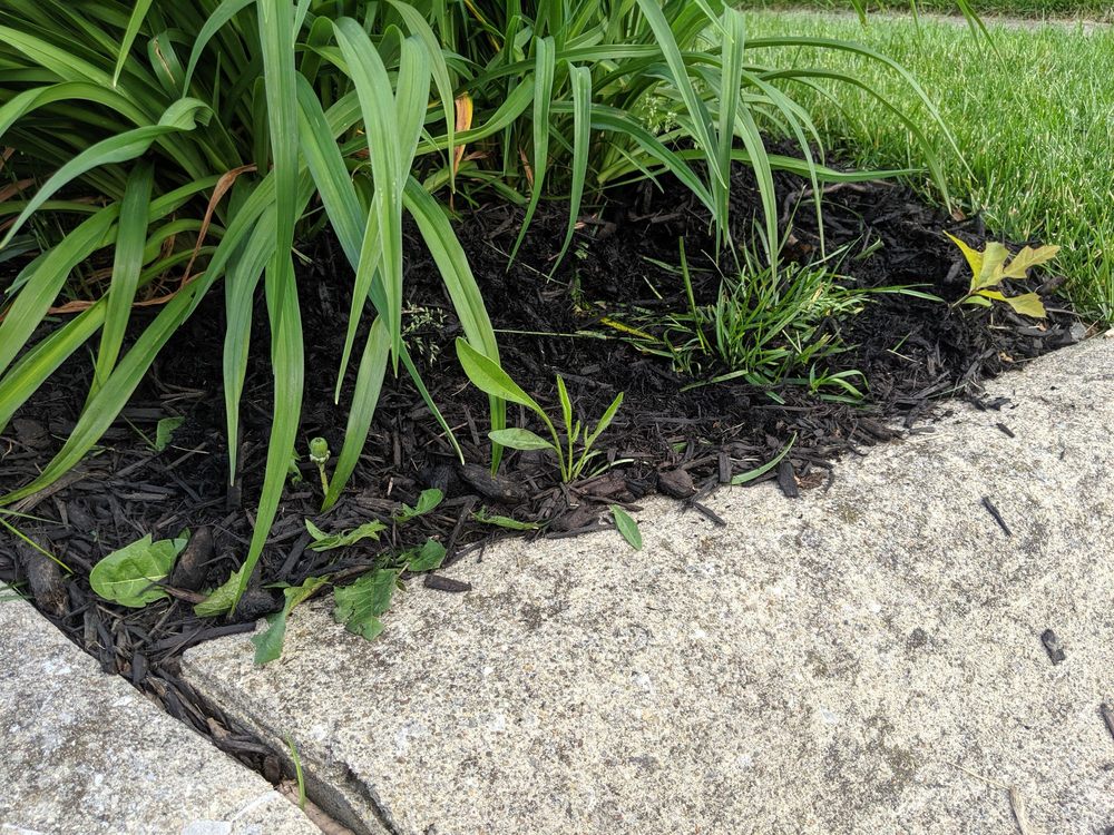 Photo of E & L Lawn Care