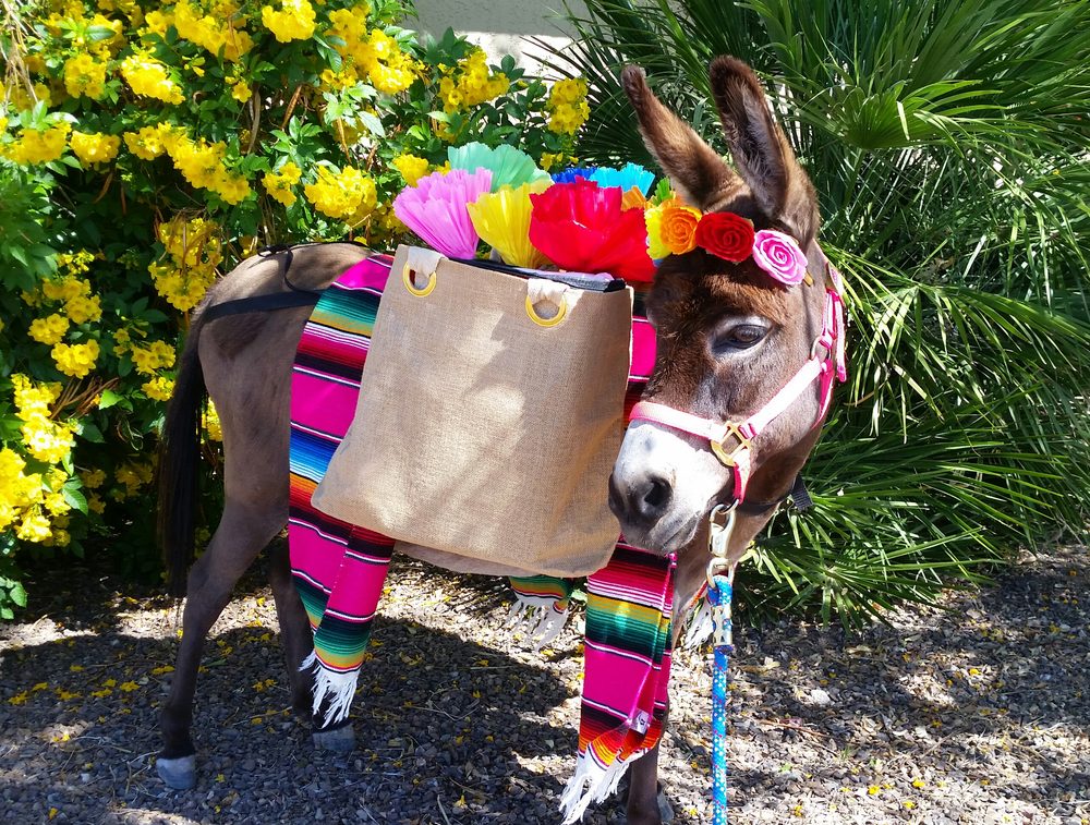 Photo of AZ Party Burros