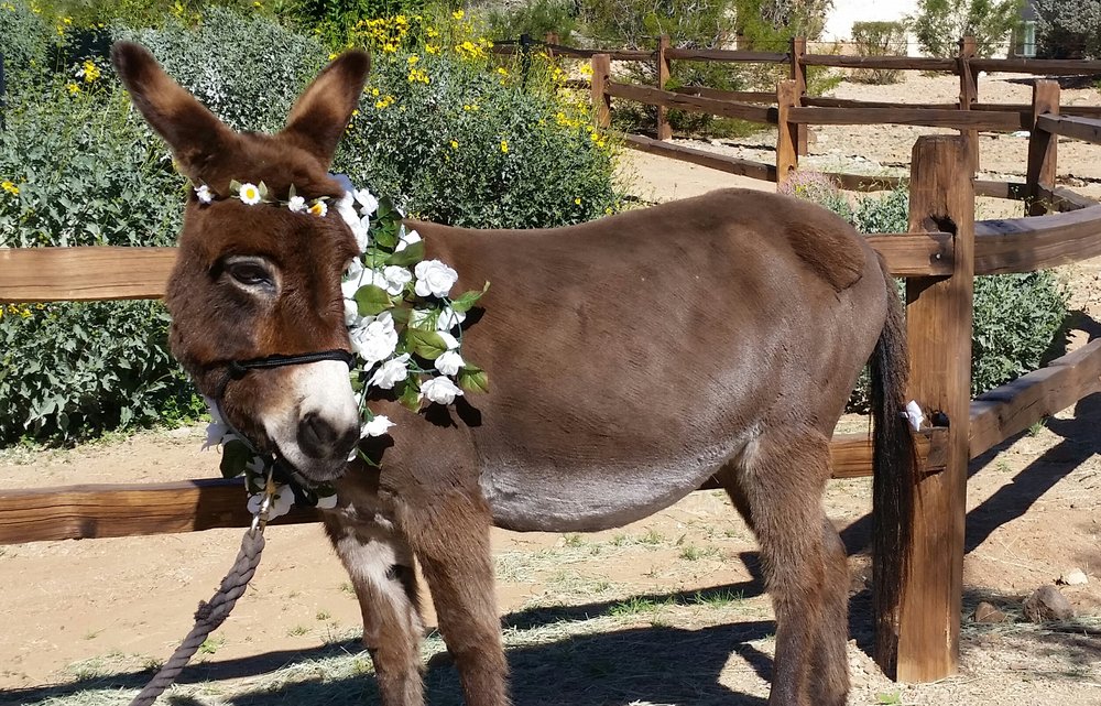 Photo of AZ Party Burros