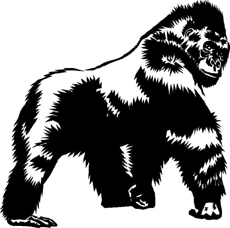 Photo of Silverback Hauling