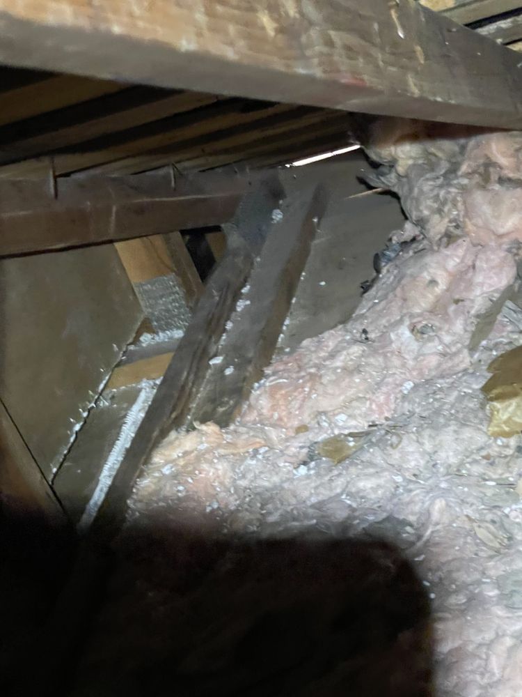 Photo of All City Animal Trapping