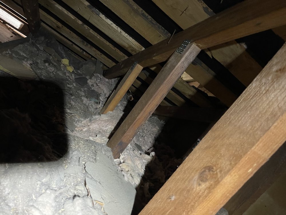 Photo of All City Animal Trapping