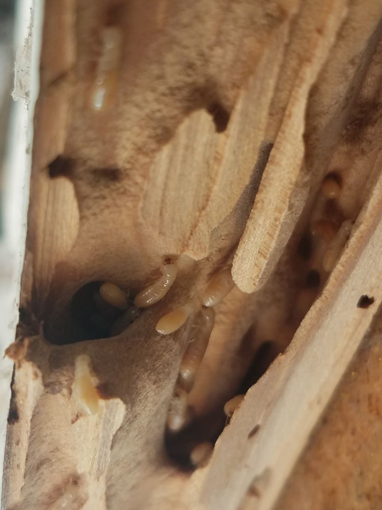 Photo of CA Luce Termite Control