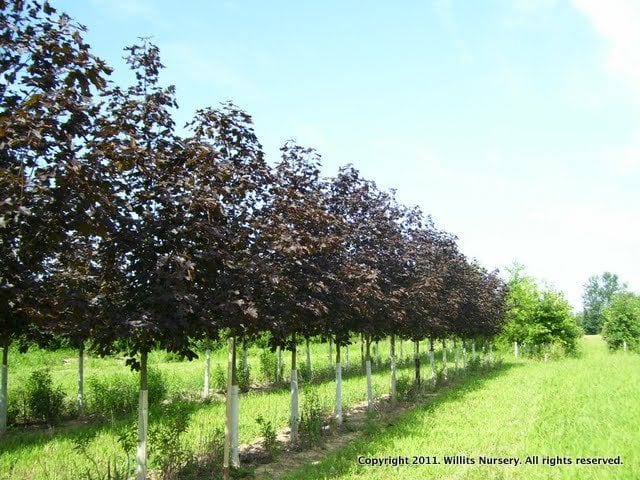 Photo of Willits Nursery