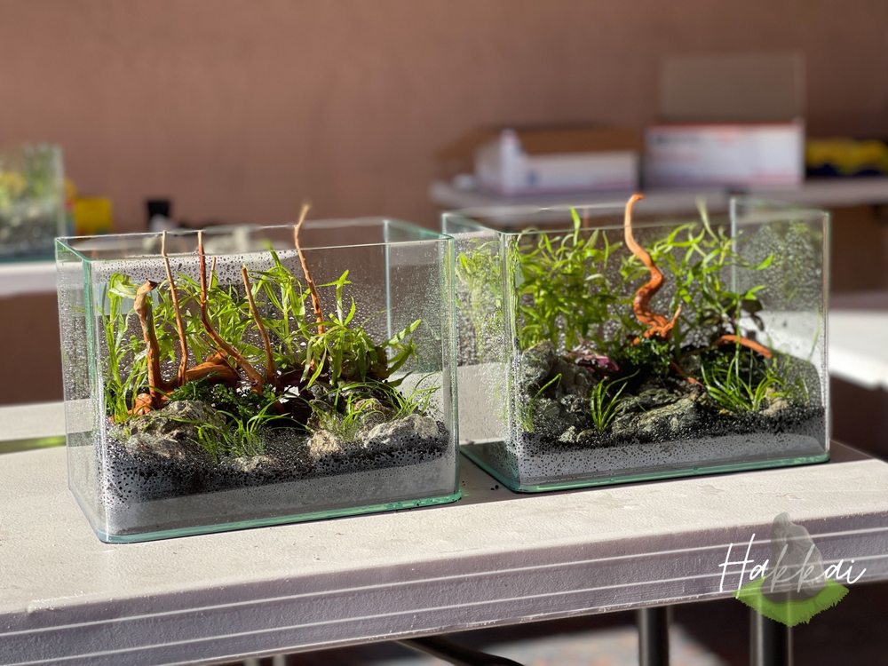 Photo of Hakkai - Aquascape Design Gallery