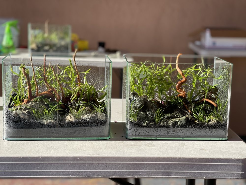 Photo of Hakkai - Aquascape Design Gallery