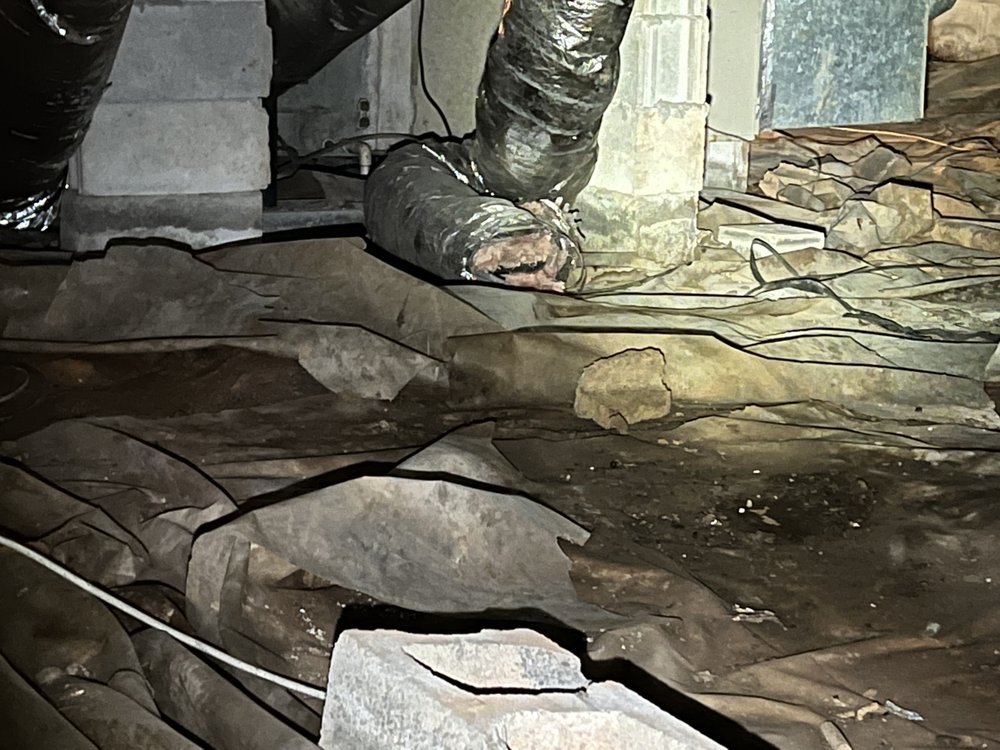 Photo of Triad Mold and Waterproofing