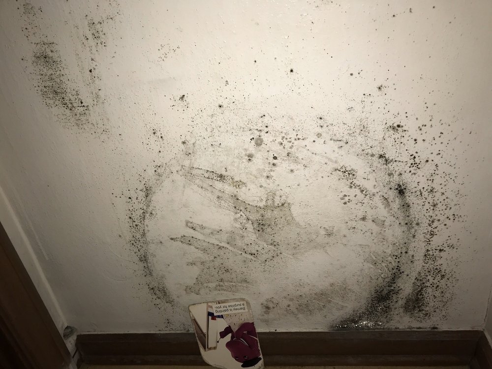 Photo of Attic Projects