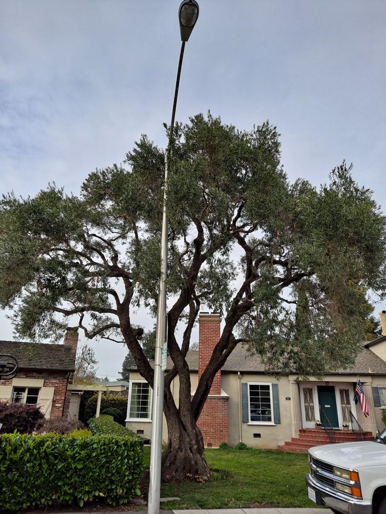 Photo of Rodriguez Tree Service