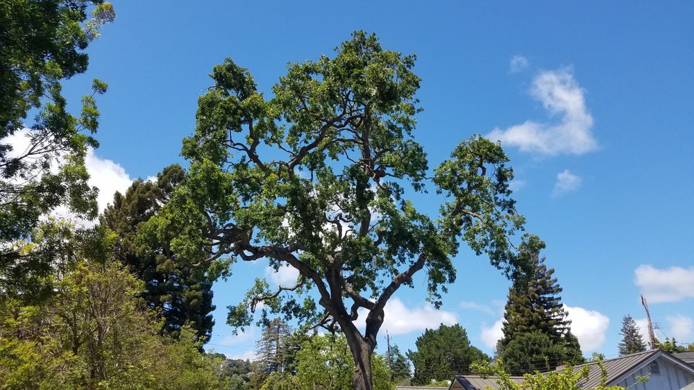 Photo of Rodriguez Tree Service