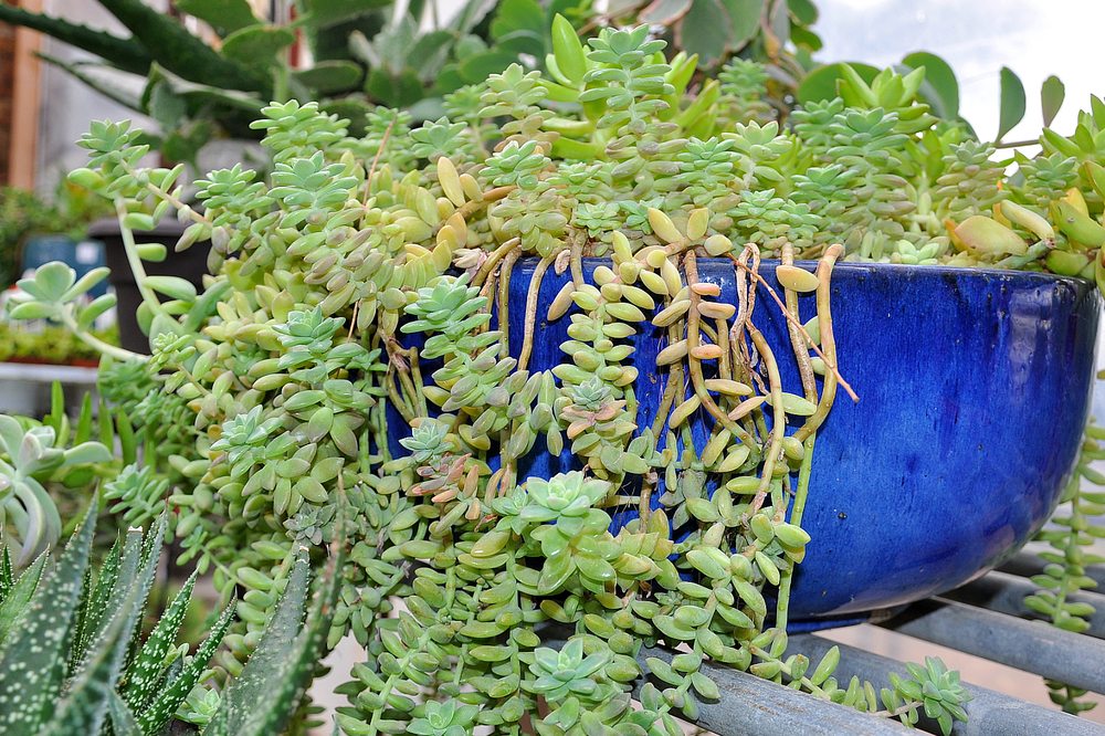 Photo of Guardado Garden Center