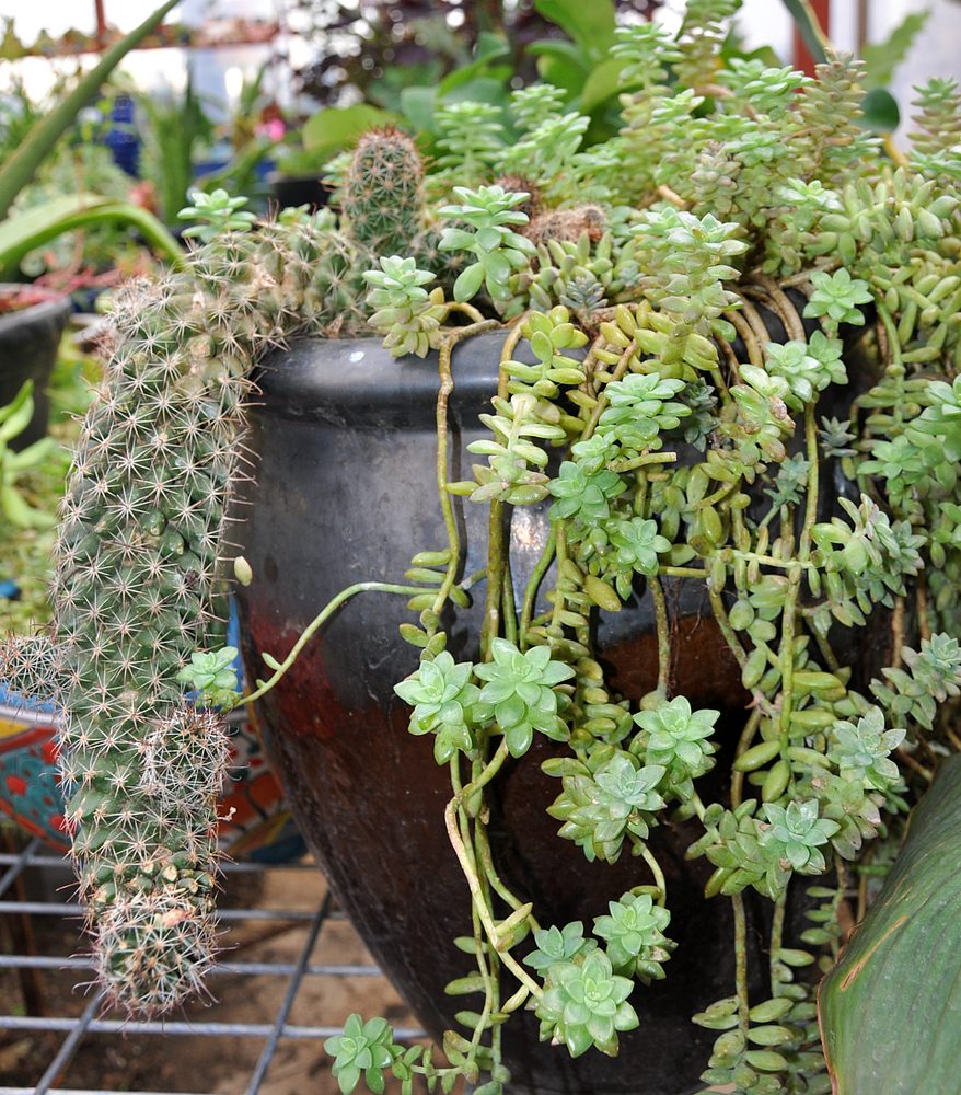 Photo of Guardado Garden Center