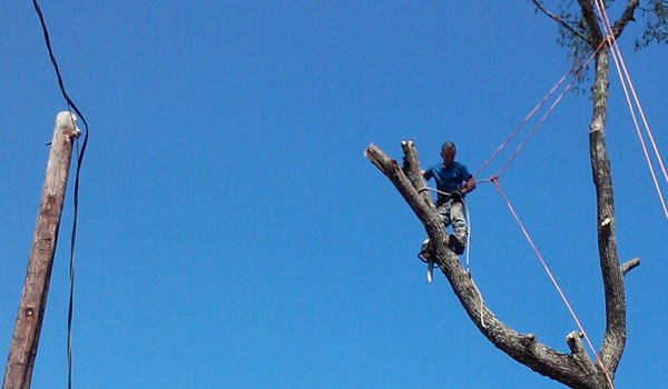 Photo of AB Tree Service
