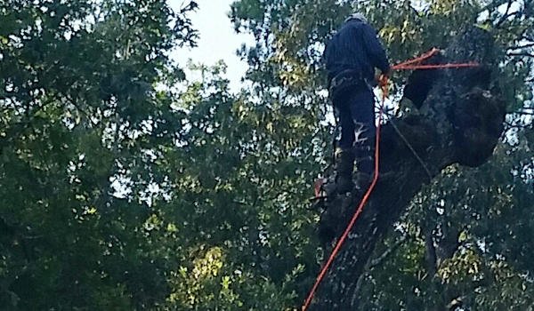 Photo of AB Tree Service
