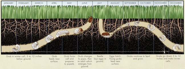 Photo of Your Time Lawn Care