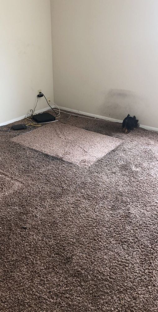Photo of MCT Carpet Care