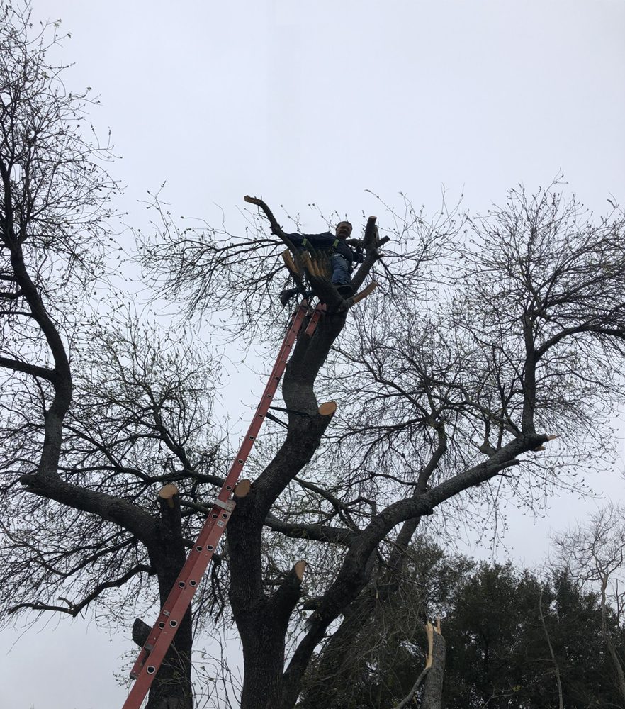 Photo of Neighborhood Lawn Care and Tree Service