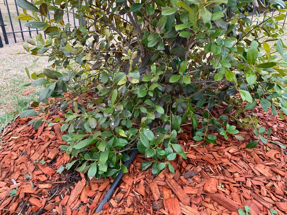 Photo of Earthtones Greenery
