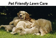 Photo of Lawn Pro