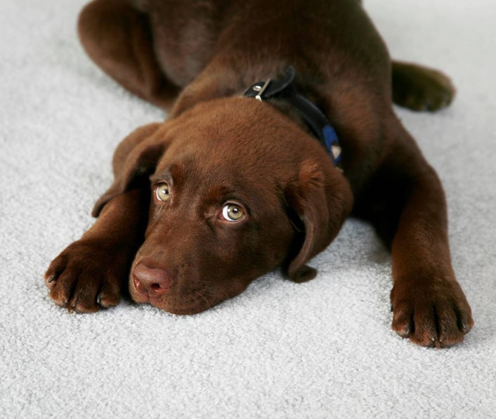 Photo of Billy Rays Carpet & Upholstery Cleaning