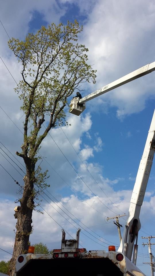 Photo of Omar's Tree Service