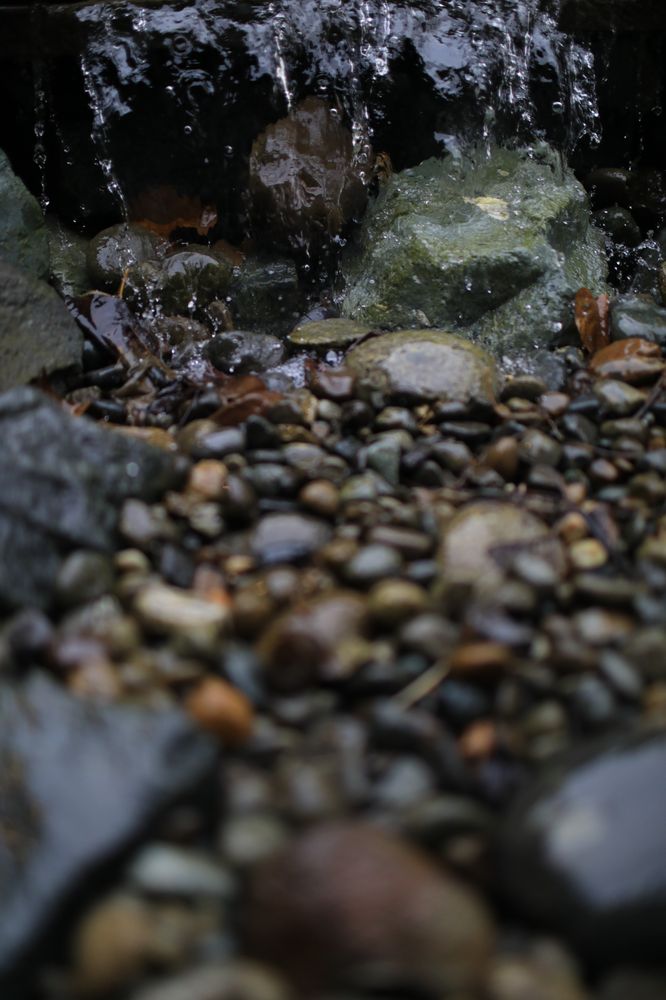 Photo of Father Nature Landscapes of Tacoma