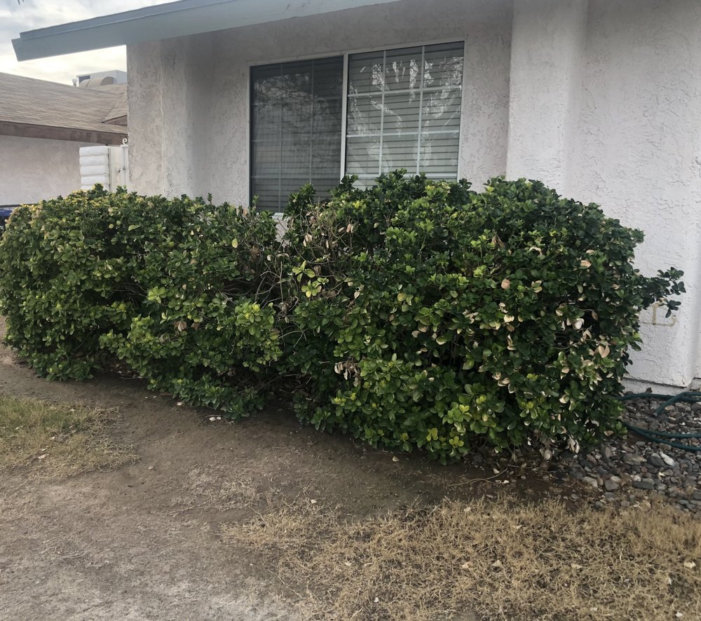 Photo of Energetic Lawn Care & Landscapes